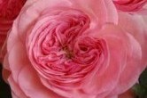 Garden Roses